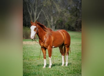 American Quarter Horse, Wallach, 6 Jahre, 155 cm, Dunkelfuchs