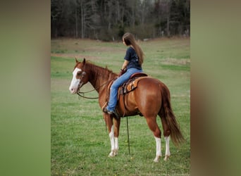 American Quarter Horse, Wallach, 6 Jahre, 155 cm, Dunkelfuchs