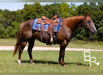 American Quarter Horse, Wallach, 6 Jahre, 155 cm, Dunkelfuchs