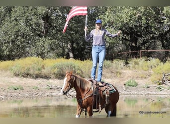 American Quarter Horse, Wallach, 6 Jahre, 155 cm, Dunkelfuchs