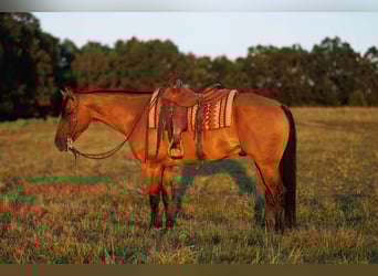 American Quarter Horse, Wallach, 6 Jahre, 155 cm, Falbe