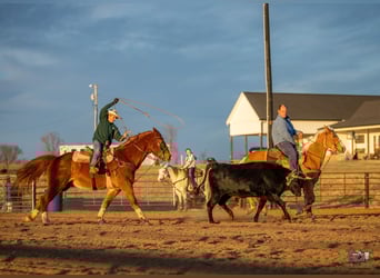 American Quarter Horse, Wallach, 6 Jahre, 155 cm, Palomino