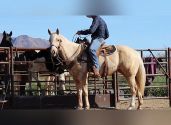 American Quarter Horse, Wallach, 6 Jahre, 155 cm, Palomino