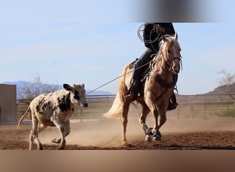 American Quarter Horse, Wallach, 6 Jahre, 155 cm, Palomino