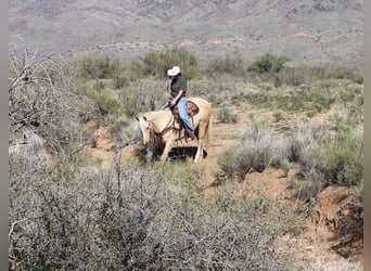 American Quarter Horse, Wallach, 6 Jahre, 155 cm, Palomino