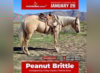 American Quarter Horse, Wallach, 6 Jahre, 155 cm, Palomino