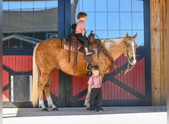 American Quarter Horse, Wallach, 6 Jahre, 155 cm, Palomino