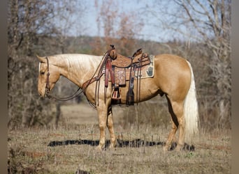 American Quarter Horse, Wallach, 6 Jahre, 155 cm, Palomino