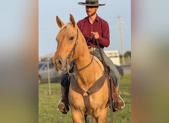 American Quarter Horse, Wallach, 6 Jahre, 155 cm, Palomino