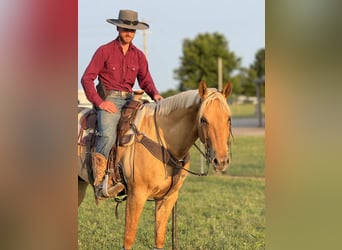 American Quarter Horse, Wallach, 6 Jahre, 155 cm, Palomino