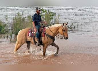 American Quarter Horse, Wallach, 6 Jahre, 155 cm, Palomino