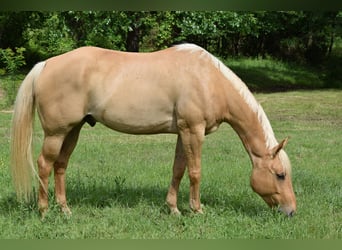 American Quarter Horse, Wallach, 6 Jahre, 155 cm, Palomino