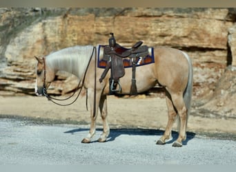 American Quarter Horse, Wallach, 6 Jahre, 155 cm, Palomino