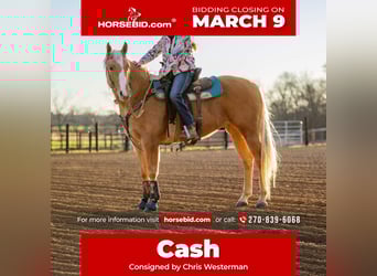 American Quarter Horse, Wallach, 6 Jahre, 155 cm, Palomino