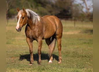 American Quarter Horse, Wallach, 6 Jahre, 155 cm, Palomino