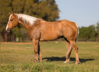 American Quarter Horse, Wallach, 6 Jahre, 155 cm, Palomino