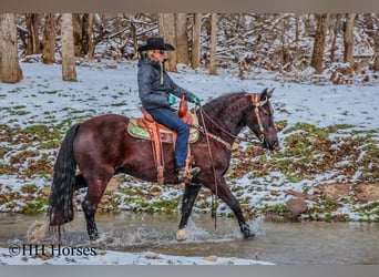 American Quarter Horse, Wallach, 6 Jahre, 155 cm, Rappe