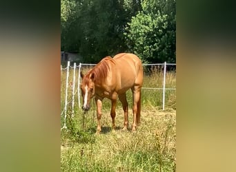 American Quarter Horse, Wallach, 6 Jahre, 155 cm, Red Dun