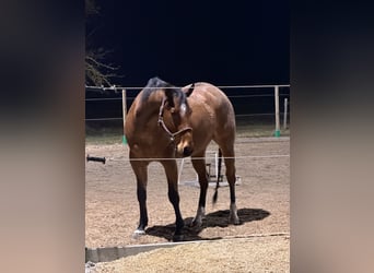 American Quarter Horse, Wallach, 6 Jahre, 155 cm, Roan-Bay