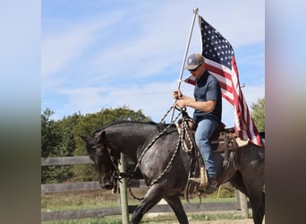 American Quarter Horse, Wallach, 6 Jahre, 155 cm, Roan-Blue