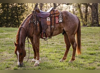 American Quarter Horse, Wallach, 6 Jahre, 155 cm, Roan-Red