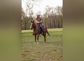 American Quarter Horse, Wallach, 6 Jahre, 155 cm, Roan-Red
