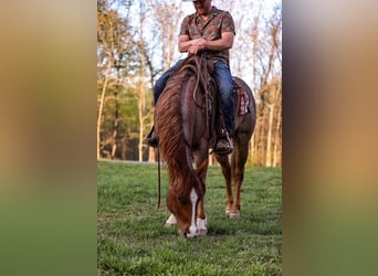 American Quarter Horse, Wallach, 6 Jahre, 155 cm, Roan-Red