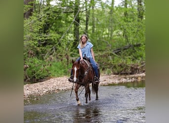 American Quarter Horse, Wallach, 6 Jahre, 155 cm, Roan-Red