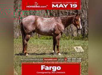 American Quarter Horse, Wallach, 6 Jahre, 155 cm, Roan-Red