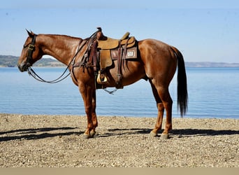 American Quarter Horse, Wallach, 6 Jahre, 155 cm, Roan-Red