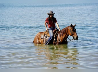 American Quarter Horse, Wallach, 6 Jahre, 155 cm, Roan-Red