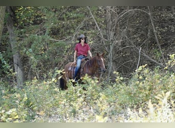 American Quarter Horse, Wallach, 6 Jahre, 155 cm, Roan-Red