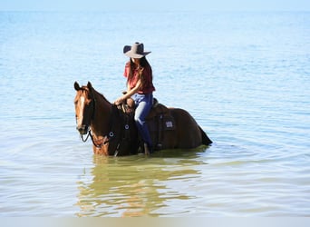 American Quarter Horse, Wallach, 6 Jahre, 155 cm, Roan-Red