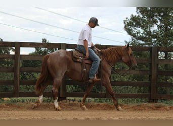 American Quarter Horse, Wallach, 6 Jahre, 155 cm, Roan-Red