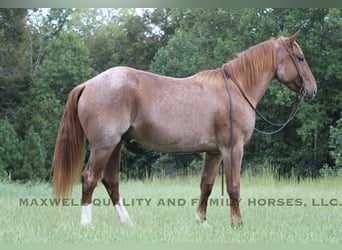 American Quarter Horse, Wallach, 6 Jahre, 155 cm, Roan-Red