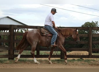 American Quarter Horse, Wallach, 6 Jahre, 155 cm, Roan-Red