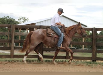 American Quarter Horse, Wallach, 6 Jahre, 155 cm, Roan-Red
