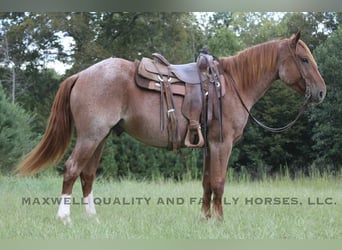 American Quarter Horse, Wallach, 6 Jahre, 155 cm, Roan-Red