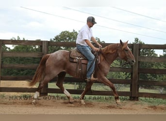 American Quarter Horse, Wallach, 6 Jahre, 155 cm, Roan-Red