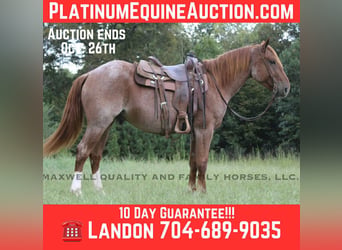 American Quarter Horse, Wallach, 6 Jahre, 155 cm, Roan-Red