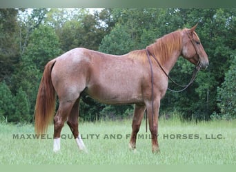 American Quarter Horse, Wallach, 6 Jahre, 155 cm, Roan-Red