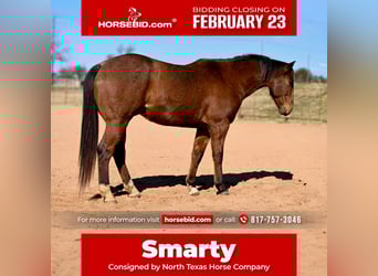 American Quarter Horse, Wallach, 6 Jahre, 155 cm, Rotbrauner