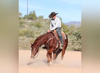 American Quarter Horse, Wallach, 6 Jahre, 155 cm, Rotfuchs