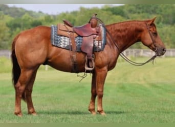 American Quarter Horse, Wallach, 6 Jahre, 155 cm, Rotfuchs