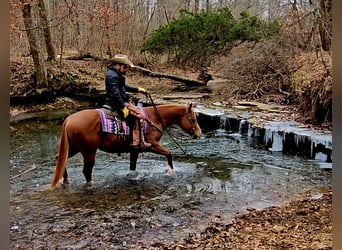 American Quarter Horse, Wallach, 6 Jahre, 155 cm, Rotfuchs