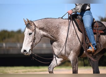 American Quarter Horse, Wallach, 6 Jahre, 155 cm, Schimmel