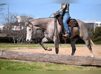 American Quarter Horse, Wallach, 6 Jahre, 155 cm, Schimmel