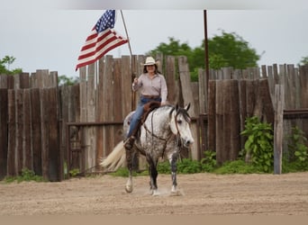 American Quarter Horse Mix, Wallach, 6 Jahre, 155 cm, Schimmel
