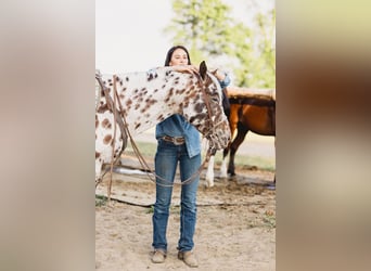 American Quarter Horse, Wallach, 6 Jahre, 155 cm, Tigerschecke