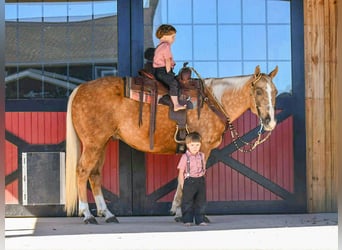 American Quarter Horse, Wallach, 6 Jahre, 155 cm